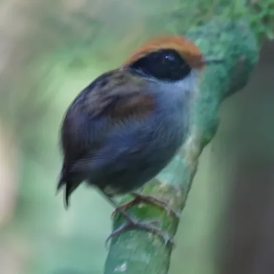 File:Conopophaga melanops - Daniel S. Katz - 477113341.jpeg