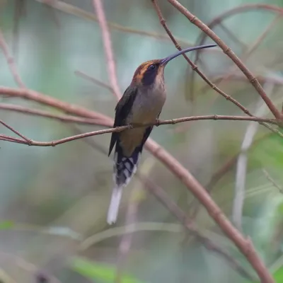 File:Phaethornis eurynome - Daniel S. Katz - 477111618.jpeg