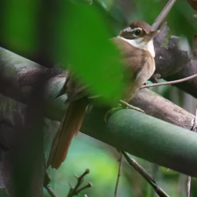 File:Anabazenops fuscus - Daniel S. Katz - 477056888.jpeg