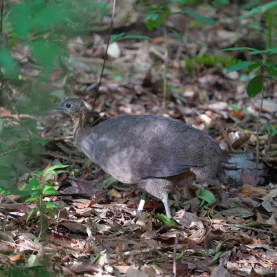 File:Tinamus solitarius - Daniel S. Katz - 477038357.jpeg