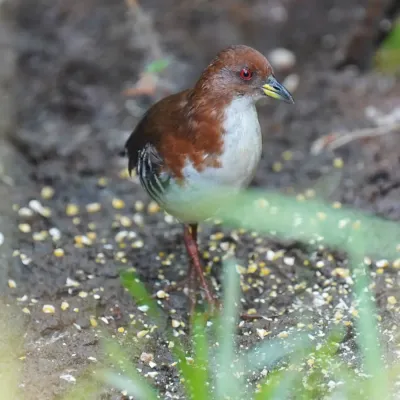 File:Rufirallus leucopyrrhus - Daniel S. Katz - 477033950.jpeg