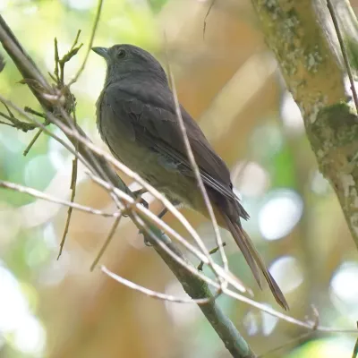 File:Lipaugus lanioides - Daniel S. Katz - 476999526.jpeg