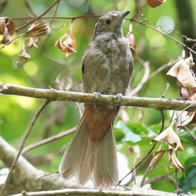 File:Lipaugus lanioides - Daniel S. Katz - 476976534.jpeg