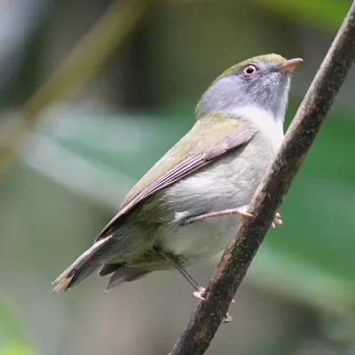 File:Ilicura militaris - Daniel S. Katz - 476965586.jpeg