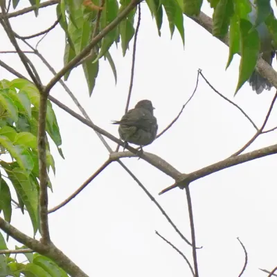 File:Thraupis ornata - Daniel S. Katz - 476823526.jpeg