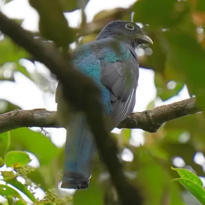 File:Trogon viridis - Daniel S. Katz - 476802481.jpeg