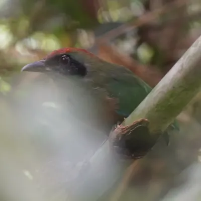 File:Baryphthengus ruficapillus - Daniel S. Katz - 476745029.jpeg