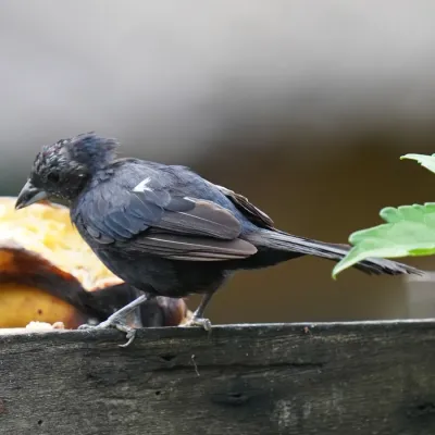 File:Tachyphonus coronatus - Daniel S. Katz - 476681929.jpeg