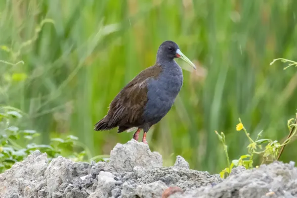 File:Pardirallus sanguinolentus - Alessandher Piva - 468424886.jpeg