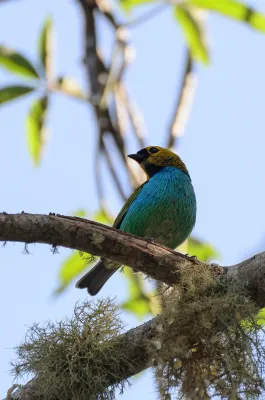 File:Tangara cyanoventris - Vitor C. Dias Gonçalves - 438104723.jpeg