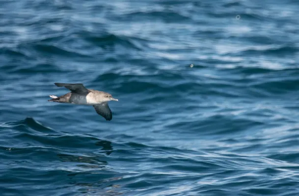 File:Mediterranean shearwater (Puffinus yelkouan mauretanicus) 2020.jpg