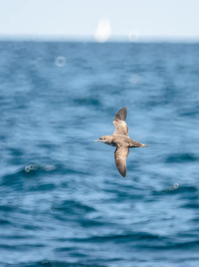 File:Mediterreanean shearwater (Puffinus yelkouan) 2020.jpg