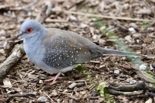 File:Geopelia cuneata in Cleland Wildlife Park - 01.jpg