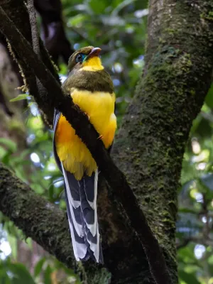 File:Apalharpactes reinwardtii 436438278.jpg