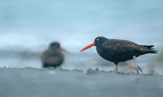 File:Black oystercatcher (Haematopus bachmani) 2018 2.jpg