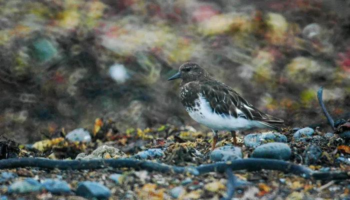 File:Black turnstone (Arenaria melanocephala) 2018 2.jpg
