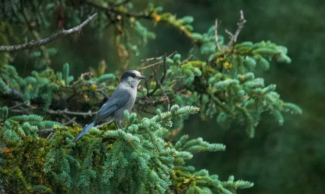 File:Canada jay (Perisoreus canadensis) 2018.jpg