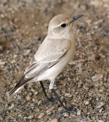 File:Emarginata tractrac (nieuwe snede).jpg