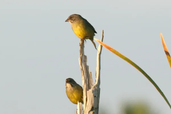 File:Zapata Sparrow (Torreornis inexpectata).jpg