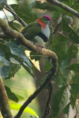 File:Ptilinopus superbus -Queensland, Australia -male-8.jpg