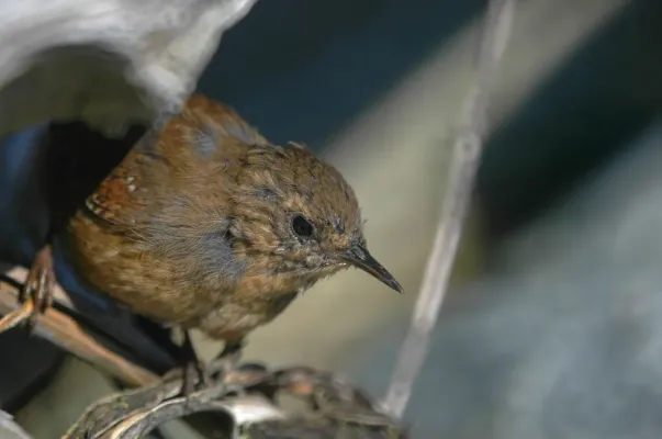 File:Pacific wren (Troglodytes pacificus) 2018.jpg