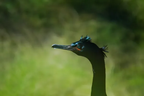 File:Pelagic cormorant (Urile pelagicus) 2018.jpg