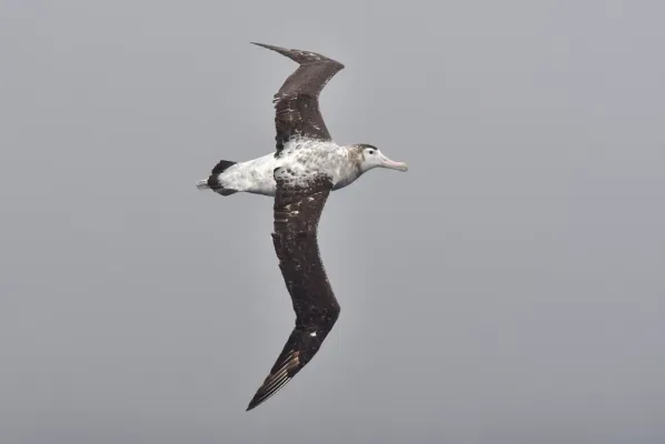 File:Diomedea antipodensis antipodensis in flight.jpg