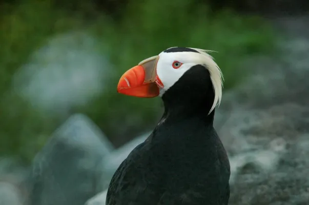 File:Tufted puffin (Fratercula cirrhata) 2018 2.jpg