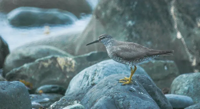 File:Wandering tattler (Tringa incana) 2018.jpg