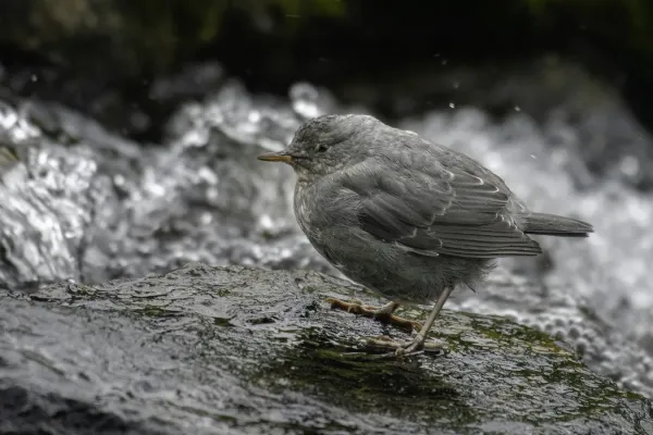File:American dipper (Cinclus mexicanus) 2023 2.jpg