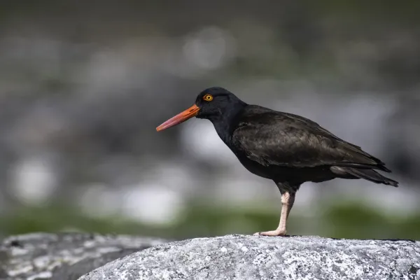 File:Black oystercatcher (Haematopus bachmani) 2023 3.jpg