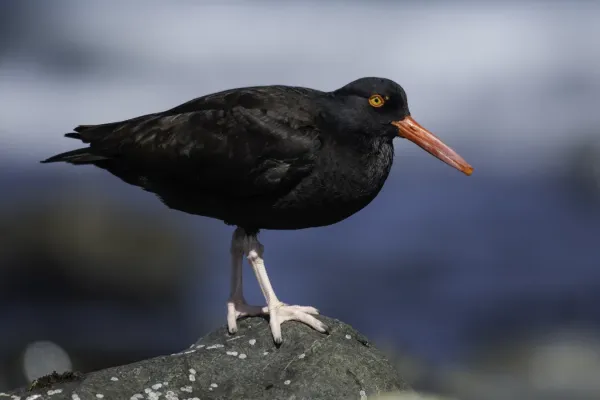 File:Black oystercatcher (Haematopus bachmani) 2023 4.jpg