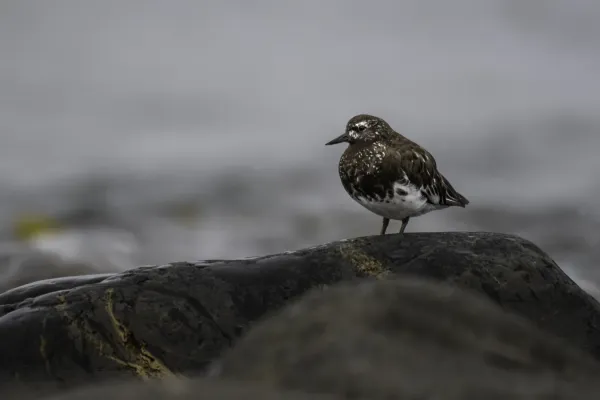 File:Black turnstone (Arenaria melanocephala) 2023.jpg