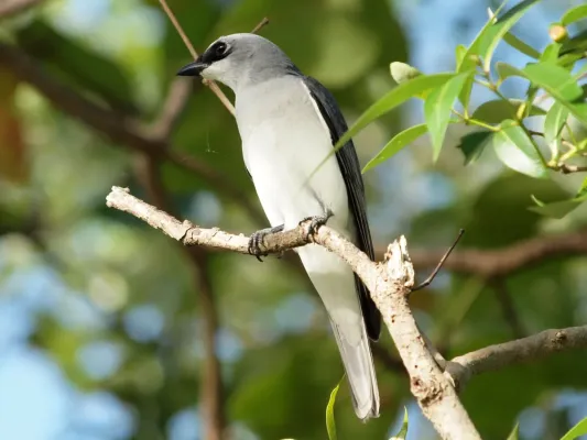 File:Coracina papuensis -Queensland, Australia-8.jpg
