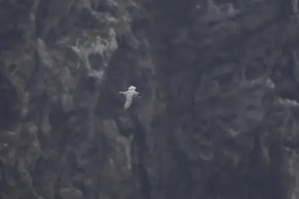 File:Procellaria cinerea in flight Antipodes Island.jpg