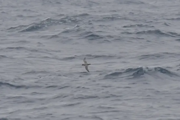 File:Procellaria cinerea in flight over the sea 2.jpg