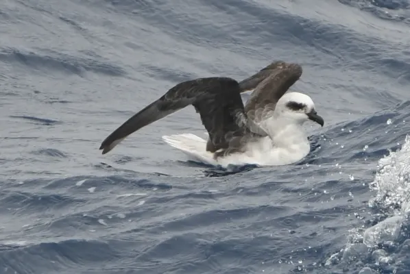 File:Pterodroma lessonii swimming.jpg