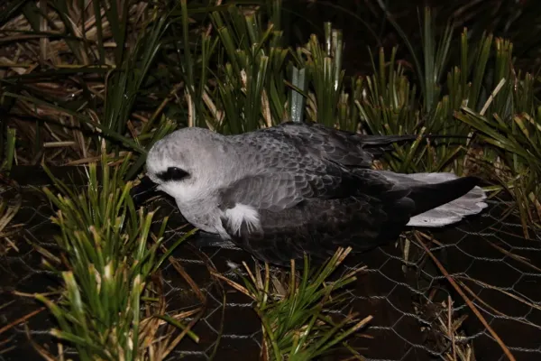 File:Pterodroma lessonii landed at night.jpg