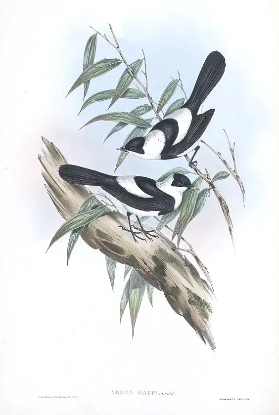 File:ArsesKaupiGould.jpg