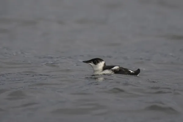 File:Marbled murrelet (Brachyramphus marmoratus) 2023 2.jpg