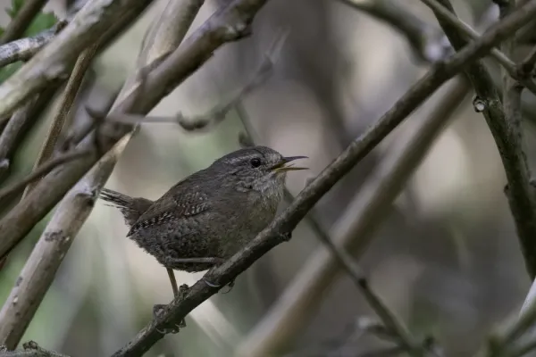 File:Pacific wren (Troglodytes pacificus) 2023 3.jpg