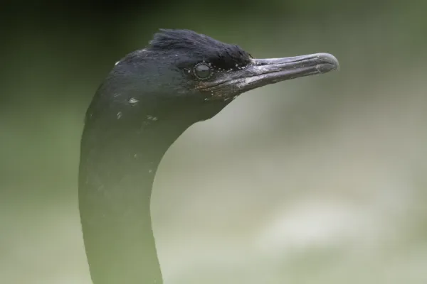 File:Pelagic cormorant (Urile pelagicus) 2023 2.jpg