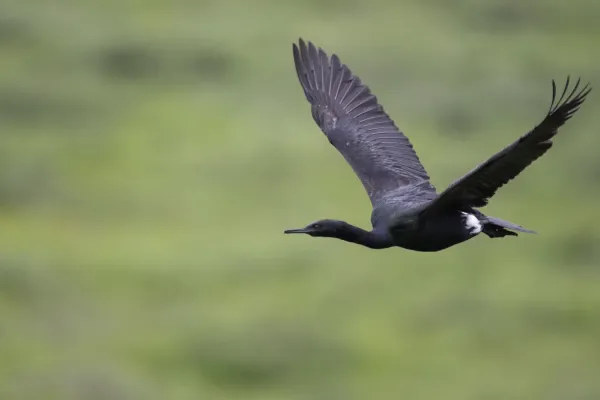 File:Pelagic cormorant (Urile pelagicus) 2023 3.jpg