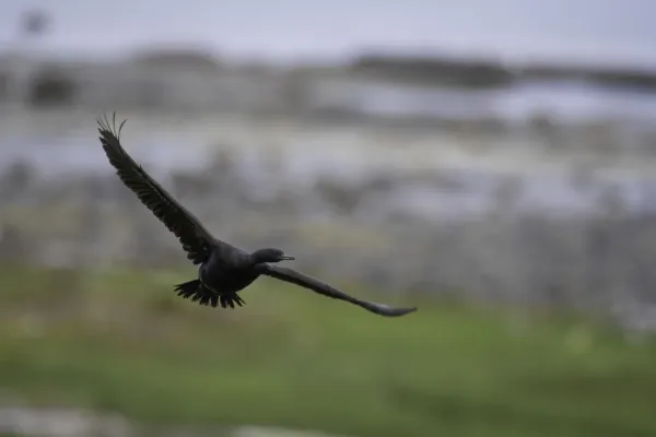 File:Pelagic cormorant (Urile pelagicus) 2023 01.jpg
