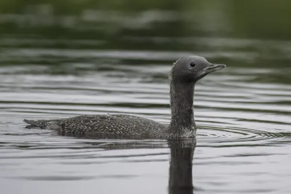 File:Red-throated loon (Gavia stellata) 01.jpg