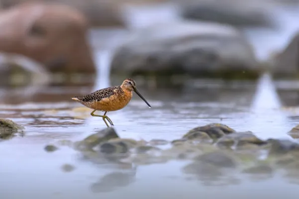 File:Short-billed dowitcher (Limnodromus griseus) 2023.jpg