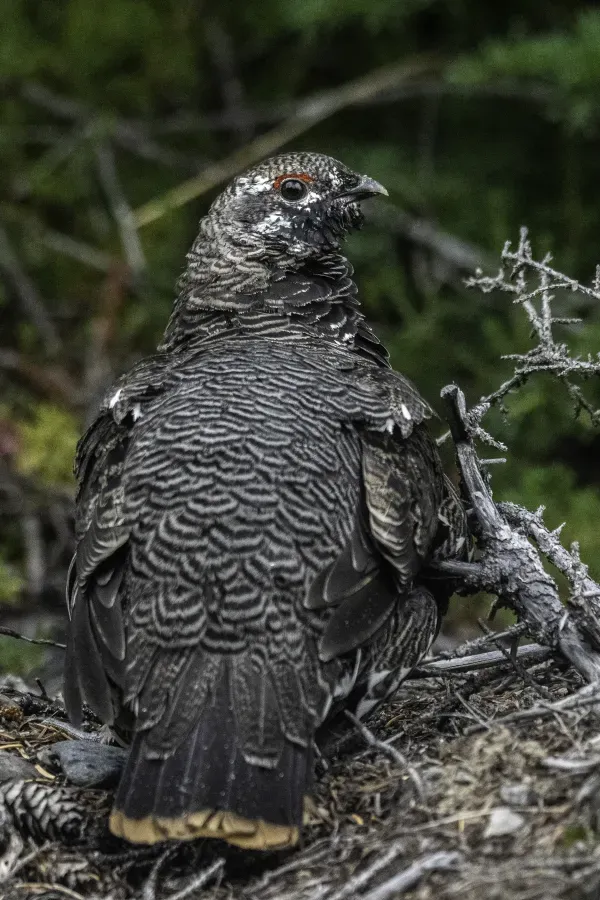 File:Spruce grouse (Canachites canadensis) 2023 01.jpg