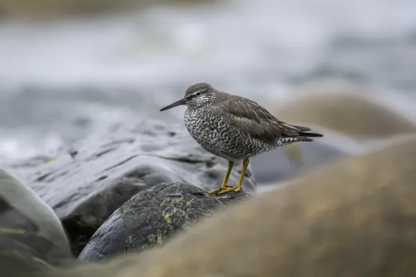 File:Wandering tattler (Tringa incana) 2023.jpg