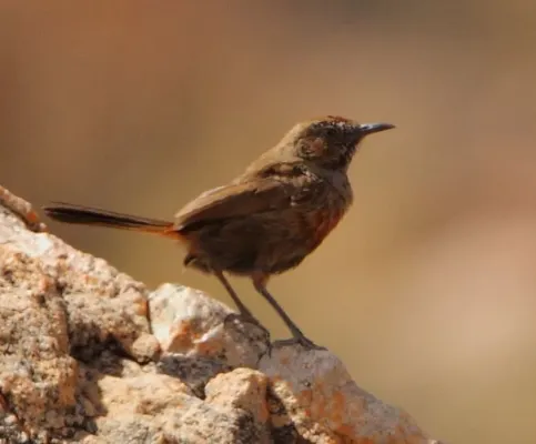 File:Euryptila subcinnamomea -near Kamassies, Kamiesberg, Northern Cape, South Africa-8.jpg