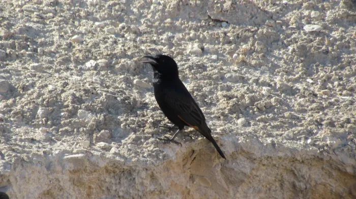 File:Onychognathus tristramii PikiWiki Israel 15342.JPG